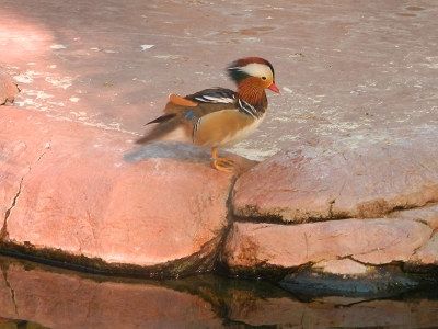 Duck  -  Mandarin Duck